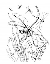 Стрекозы в природе - раскраска					№2051
