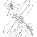 Стрекозы на лилии - раскраска №14168