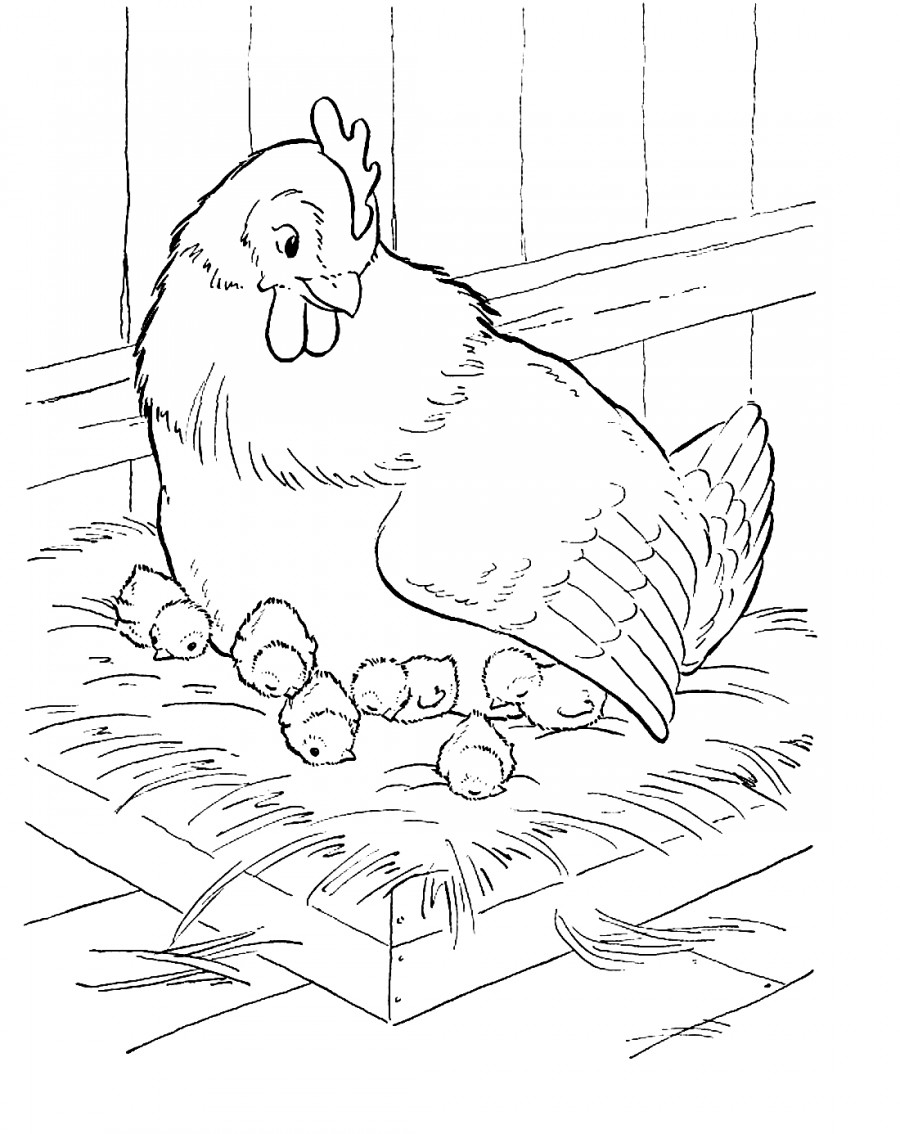 Курица наседка - раскраска №5976