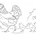 Курица с цыплятами - раскраска №5925