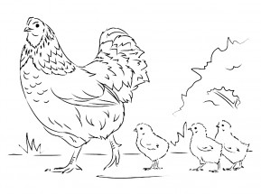 Курица с цыплятами - раскраска					№5925