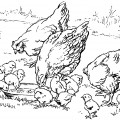 Курицы с детками - раскраска №9647