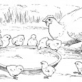 Курочка кормит цыплят - раскраска №10905