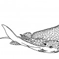 Пятнистый морской скат - раскраска №13011