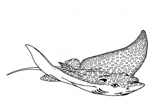 Пятнистый морской скат - раскраска					№13011