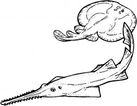 Разные виды морских скатов - раскраска					№4066