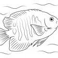 Красивая рыба ангел - раскраска №2431