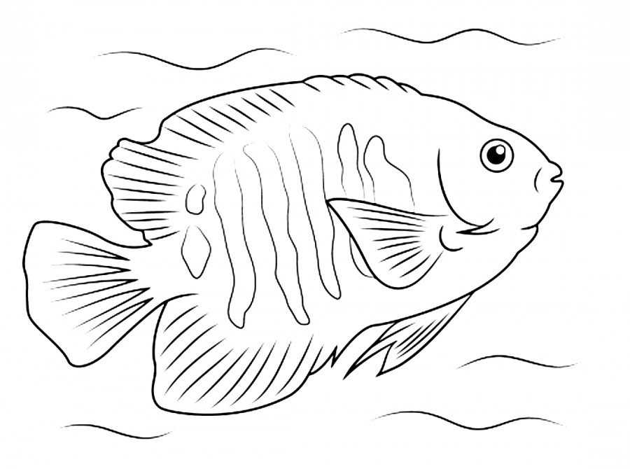 Красивая рыба ангел - раскраска №2431