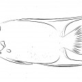 Рыба ангел крупная - раскраска №14284