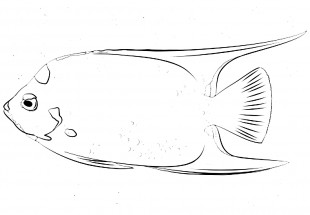 Рыба ангел крупная - раскраска					№14284