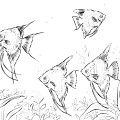 Четыре рыбы ангела - раскраска №13286