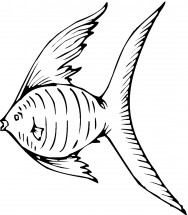Шикарная рыба ангел - раскраска					№13625