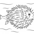 Пушистая рыба ёж - раскраска №11726