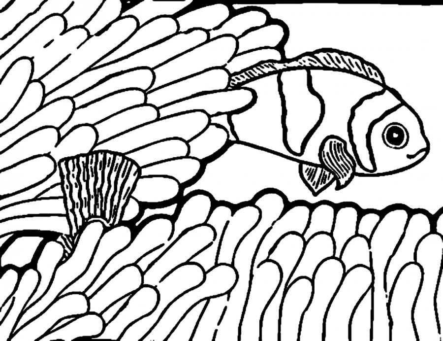 Рыба клоун в водорослях - раскраска №13896