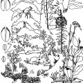 Весенняя лужайка и олененок - раскраска №8517