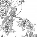 Весенняя птичка - раскраска №11134