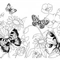 Летняя природа и бабочки - раскраска №5339