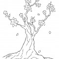 Вишневая сакура в цвету - раскраска №9626