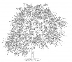Цветущее дерево вишни - раскраска					№10138