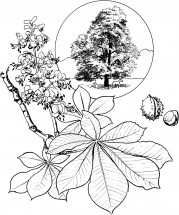 Каштановое дерево - раскраска					№11656