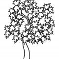 Кленовое дерево - раскраска №14084