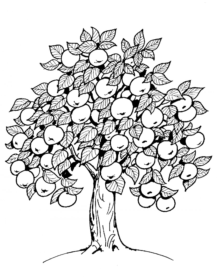 Красивая яблоня - раскраска №13340