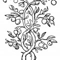 Яблочное деревце - раскраска №3950