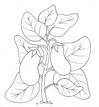 Растущий баклажан - раскраска					№5902