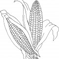 Две кукурузы - раскраска №3277