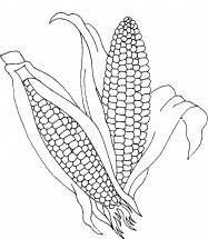 Две кукурузы - раскраска					№3277