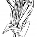 Кукуруза большая - раскраска №4107
