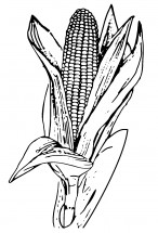 Кукуруза большая - раскраска					№4107