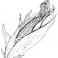 Свеже сорванная кукуруза - раскраска №9502