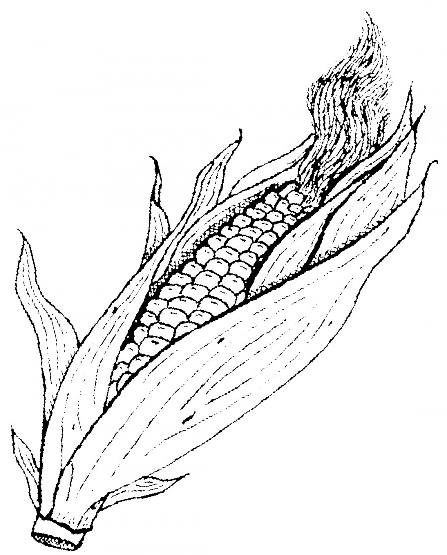 Свеже сорванная кукуруза - раскраска №9502