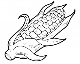 Спелая кукуруза - раскраска					№11678