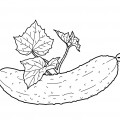Огурец с листочками - раскраска №10429