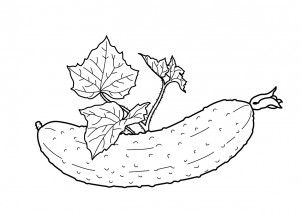Огурец с листочками - раскраска					№10429
