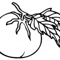 Классический помидор - раскраска №11567