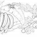 Банан в природе - раскраска №11575