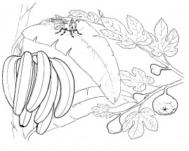 Банан в природе - раскраска					№11575