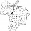 Большая ветка винограда - раскраска №3518
