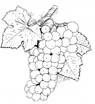 Большая ветка винограда - раскраска					№3518
