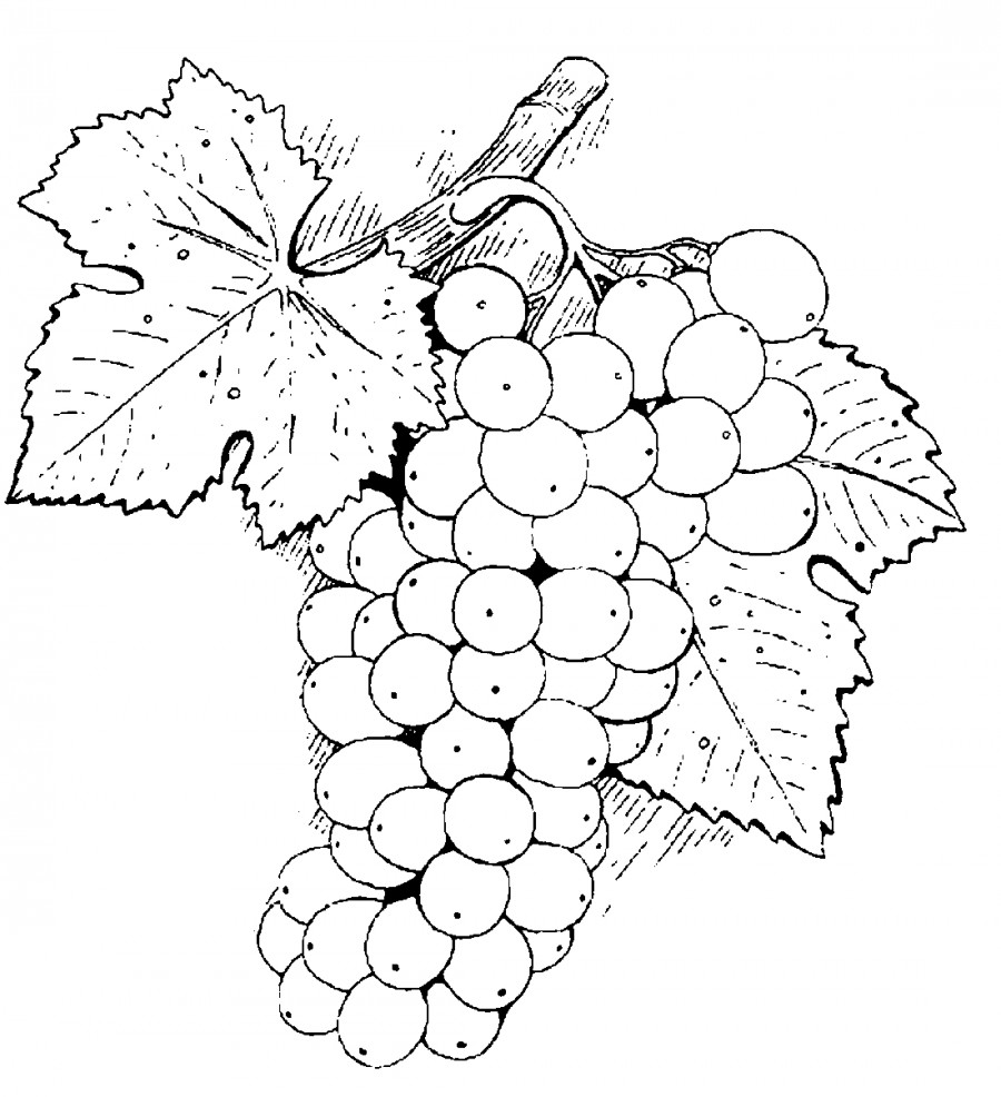 Большая ветка винограда - раскраска №3518