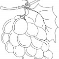 Большой виноград - раскраска №7543