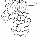Виноград на ветке - раскраска №12938