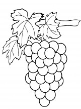 Виноград на ветке - раскраска					№12938