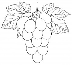Виноград с листочками - раскраска					№12643