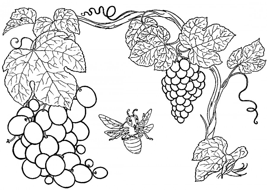 Виноградный куст - раскраска №11565