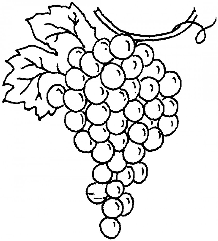 Гроздь винограда - раскраска №4015
