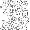 Две кисти винограда - раскраска №11729
